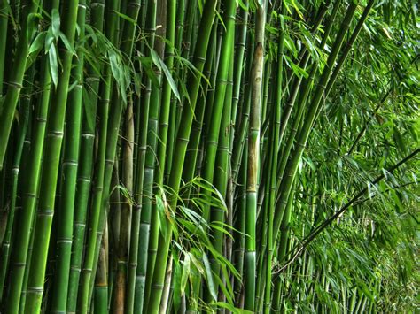 Financial Value of the Bamboo Celebrity