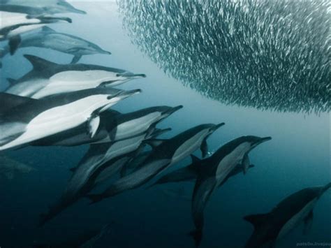 Finding Harmony in Chaos: Exploring the Profound Insights Gained from Enigmatic Dolphin Bite Dreams