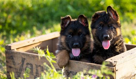 Finding a Trustworthy Breeder for Your German Shepherd