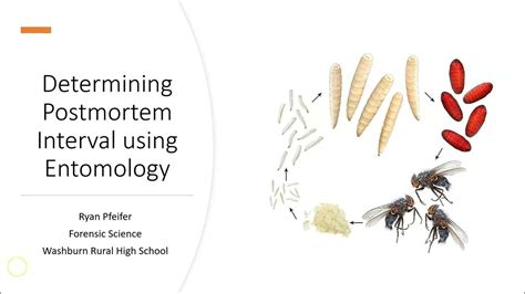 Forensic Entomology: Utilizing Insects to Determine Postmortem Interval