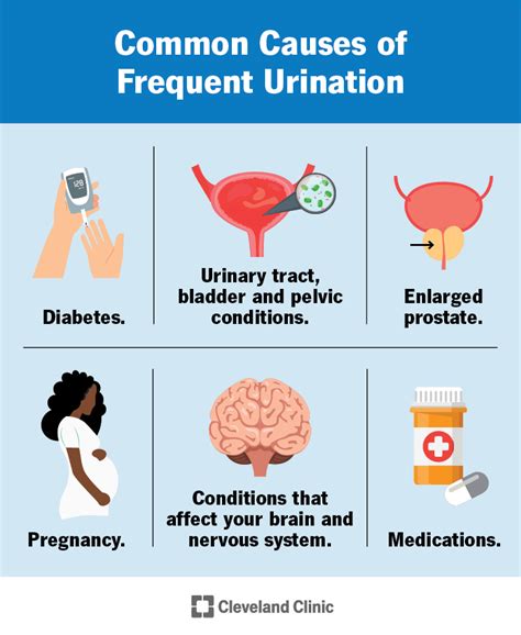 Frequently Overlooked Hazards of Neglecting the Urge to Urinate