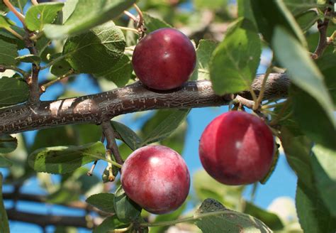 From Ancient Mythology to Modern Literature: Red Plums as a Symbol of Transformation