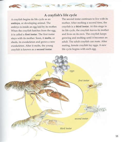 From Aquatic to Arid: The Symbolic Metamorphosis of Crayfish