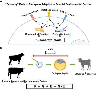 From Birth to Death: The Symbolic Journey of Bovine Epidermis