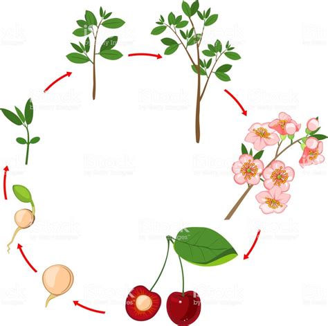 From Blossoms to Berries: The Lifecycle of Cherry Trees