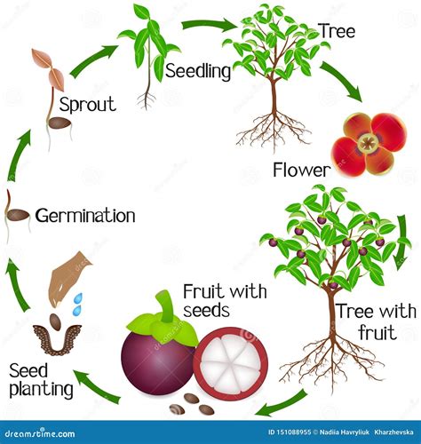 From Blossoms to Fruit: The Fascinating Life Cycle of Mango Trees