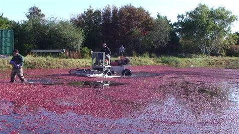 From Bog to Table: The Fascinating Journey of Cranberry Harvesting