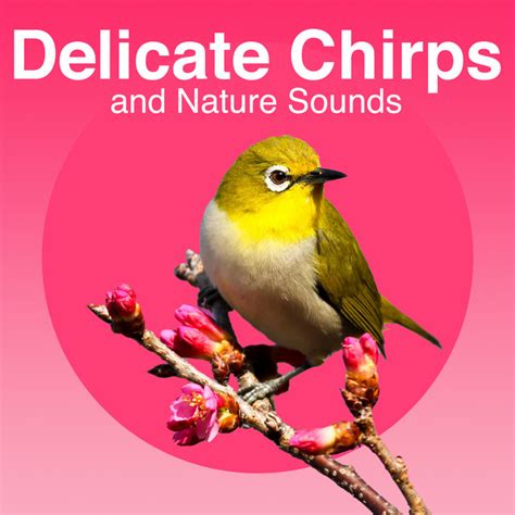 From Delicate Chirps to Melodious Tunes