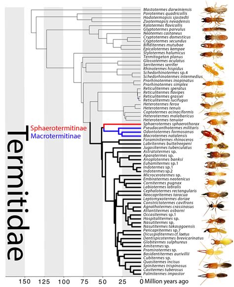 From Destruction to Transformation: Analyzing the Symbolic Evolution of Termite Dreams