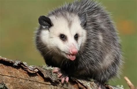 From Disgust to Curiosity: Challenging Perceptions of Possums