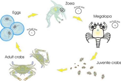 From Egg to Adulthood: The Enchanting Life Cycle of the Majestic Blue Crab