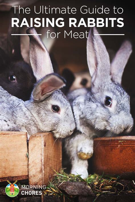 From Farm to Plate: The Journey of Rabbit Meat