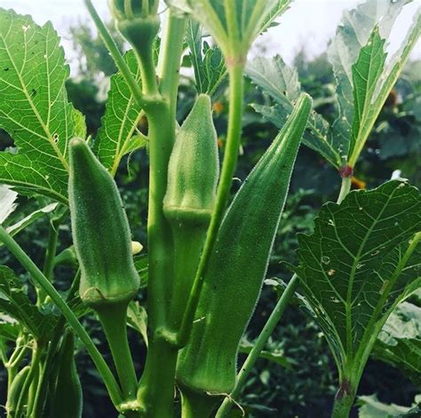 From Farm to Table: The Journey of Fresh Okra