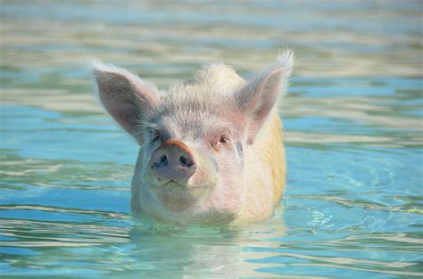 From Farms to the Oceans: The Evolution of Swimming Pigs