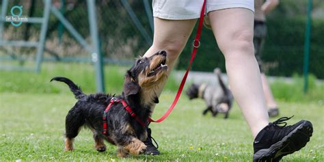 From Fluffy Companions to Well-Mannered Companions: the Basics of Training Your Canine Friend