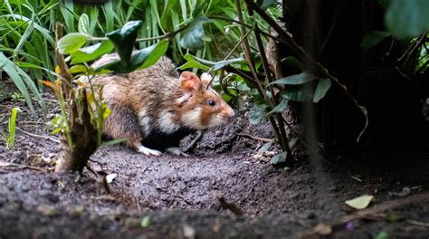 From Forests to Skies: The Natural Habitat of Aerial Hamsters