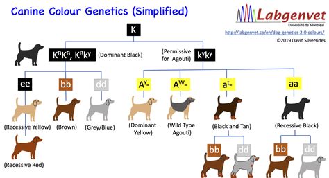 From Genetics to Environment: Factors That Influence a Canine's Ability to Change Colors