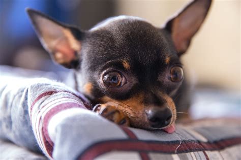 From Hyenas to Chihuahuas: Exploring Laughing Behaviors in Different Dog Breeds