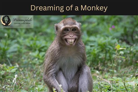 From Peculiar to Symbolic: Deciphering Dreams about Monkey Offspring