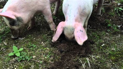 From Roots to Snouts: The Varied Diet of Pigs and its Impact