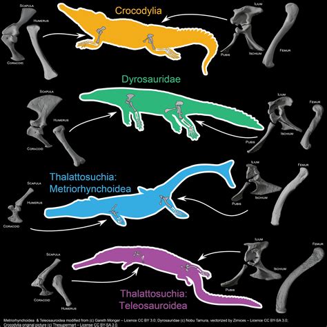 From Terrestrial to Aquatic: Tracing the Evolutionary Journey of Prehistoric Water-Dwelling Creatures