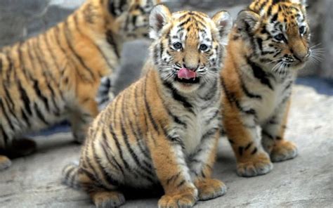 Fulfilling a Dream: A Magical Encounter with Little Tiger Offspring