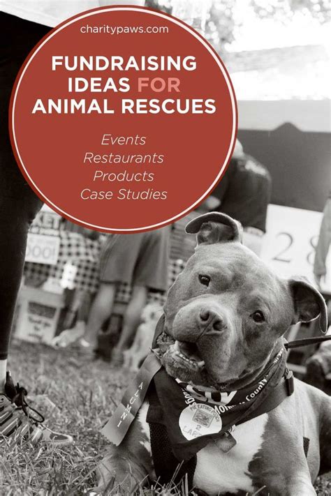 Fundraising Ideas to Support Animal Rescue Organizations