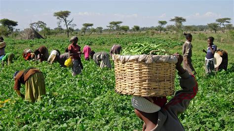 Garri as an Economic Gamechanger: Empowering Nigerian Farmers