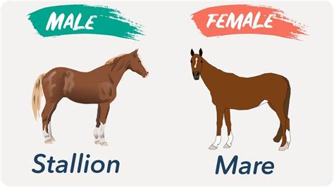 Gendered Dreams: The Importance of the Feminine Equine