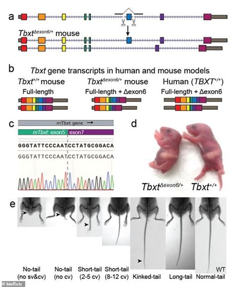 Genetic Abnormalities: Is a Tail a Product of Mutations?