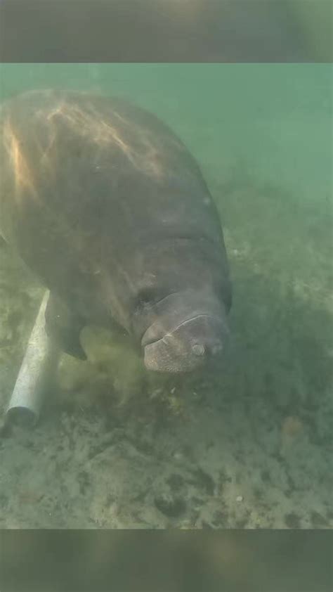 Get Up Close and Personal with These Majestic Giants