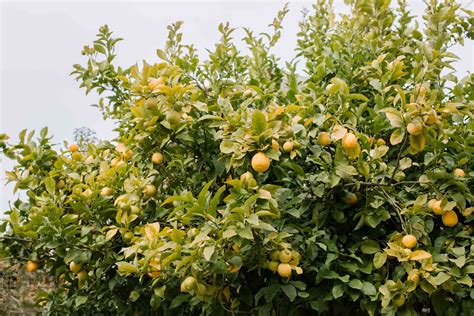 Growing and Caring for Bitter Citrus Trees in Your Garden