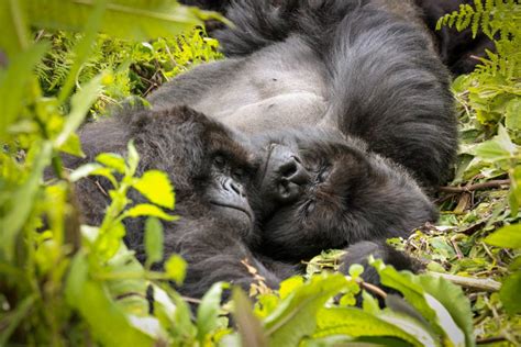 Guardians of the Night: Gorillas as Nocturnal Sleepers