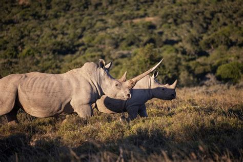 Habitat Loss and Poaching: The Threats Faced by Rhinoceroses