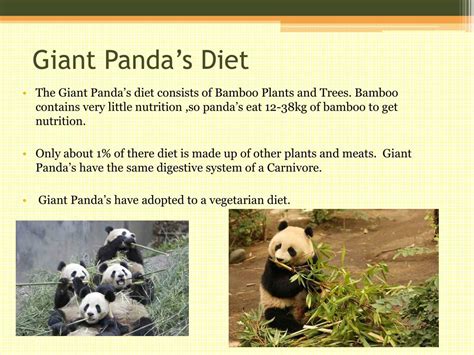 Habitat and Diet of Luna Panda