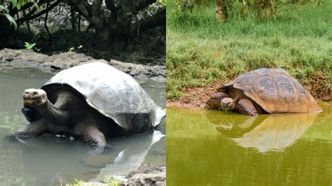 Harnessing the Energy of Thunder: Insights from the Speediest Tortoises