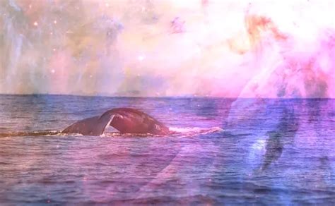 Harnessing the Potential of Whale Dreams: Valuable Insights for Expecting Mothers