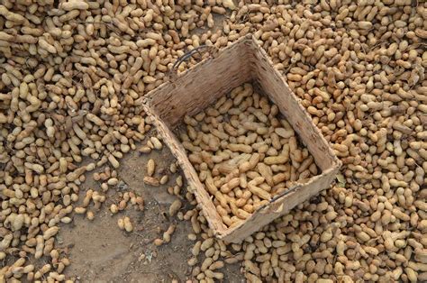 Harvesting and Post-Harvest Handling of Peanuts