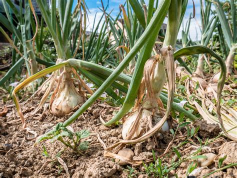 Harvesting and Storing Enormous Onions for Prolonged Freshness