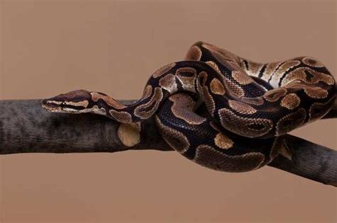 Healing and Transformation: Snake Bites as a Catalyst for Change