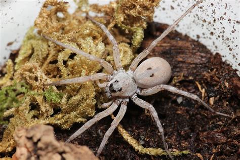 Healing and Transformation: Unveiling the Spiritual Message of the Mysterious White Wolf Spider