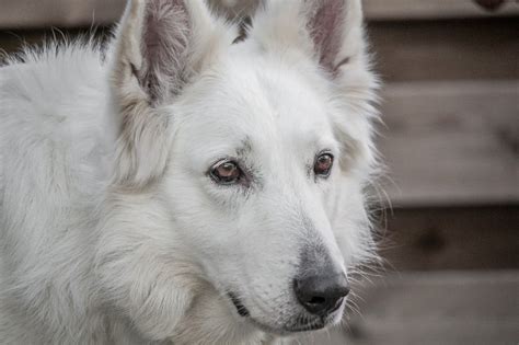 Health Concerns and Proper Care for White German Shepherds