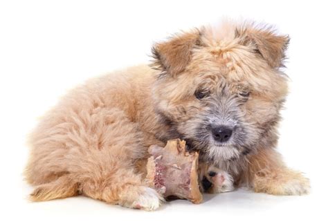 Health Hazards: The Dangers Linked to Consuming Canine Meat