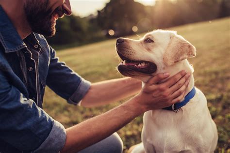 Health and Wellness: Caring for Your Canine Companion