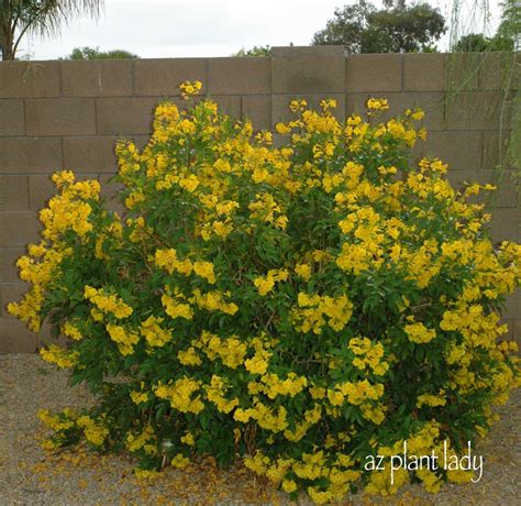 Height of Flora Bush