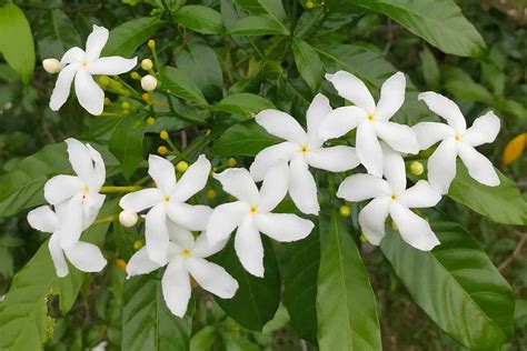 History and Origins of the Jasmine Plant