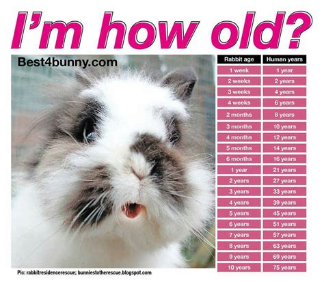 How Many Years Has Pleasure Bunny Been Alive?