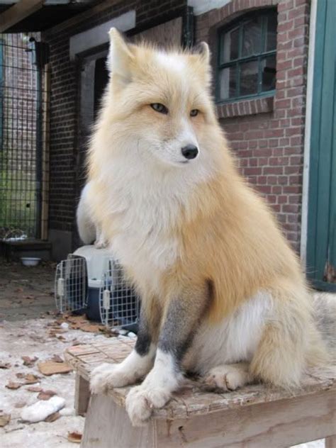 How old is the Siberian fox?