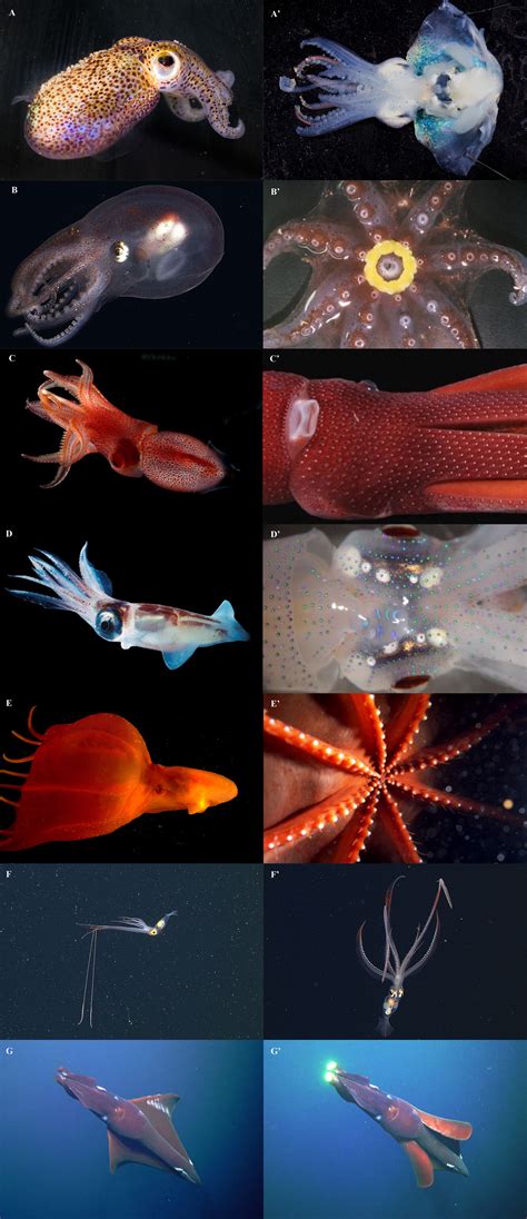 Hunting Strategies: Tactics of the Enigmatic Colossal Cephalopod