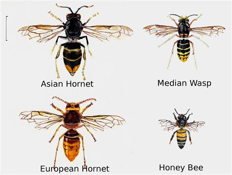 Identifying the Adversary: Key Traits of Hornets for Identification